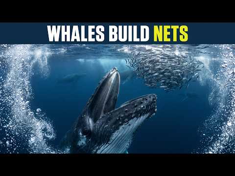 Why Humpback Whales Spend Hours Building Giant Underwater Nets