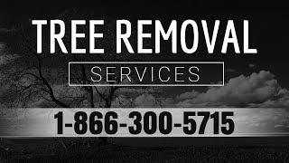 Tree Removal Cliffside NC | Best Local Tree Removal Services