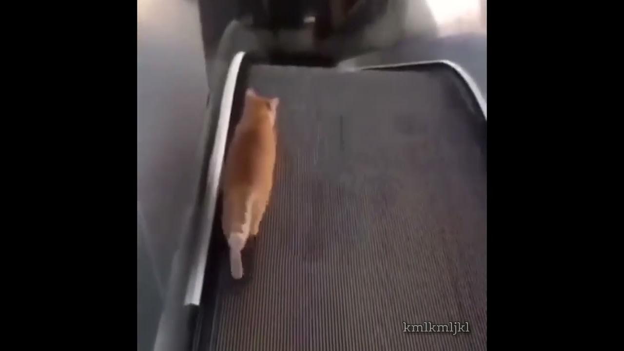 cat tries to walk down an escalator YouTube