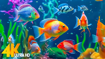 Aquarium 4K VIDEO (ULTRA HD) - Beautiful Coral Reef Fish - Sleep Relaxing Meditation Music