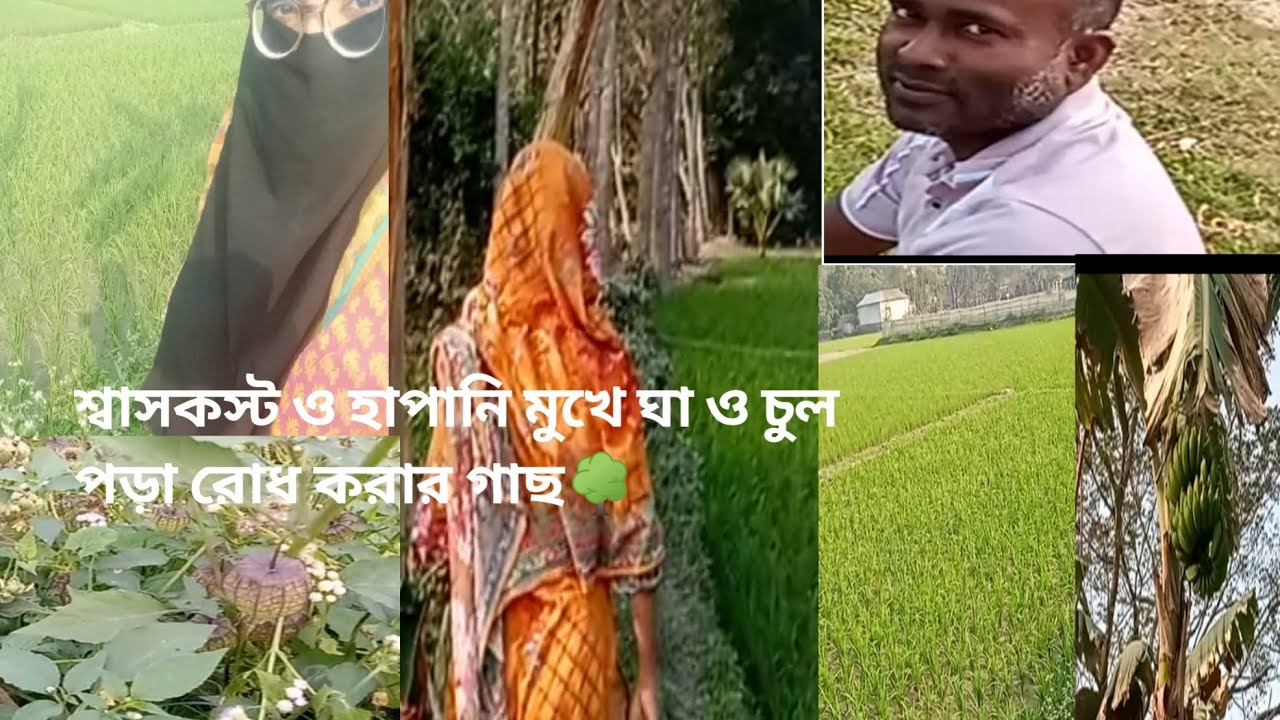 শ্বাস কস্ট হাপানি এবং মুখে ঘা ও চুল পড়া  বন্ধ  হবে এমন একটি ওষুধি গাছের কথা বলবো আজ🌳