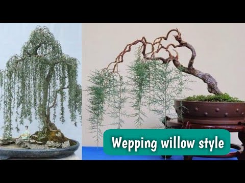 Video: Umiiyak Na Willow (64 Na Larawan): Pandekorasyon Bonsai At Iba Pa. Paano Ito Dumami? Mabilis Ba Itong Lumalaki? Paglalarawan At Mga Halimbawa Sa Kanilang Tag-init Na Maliit Na Baha