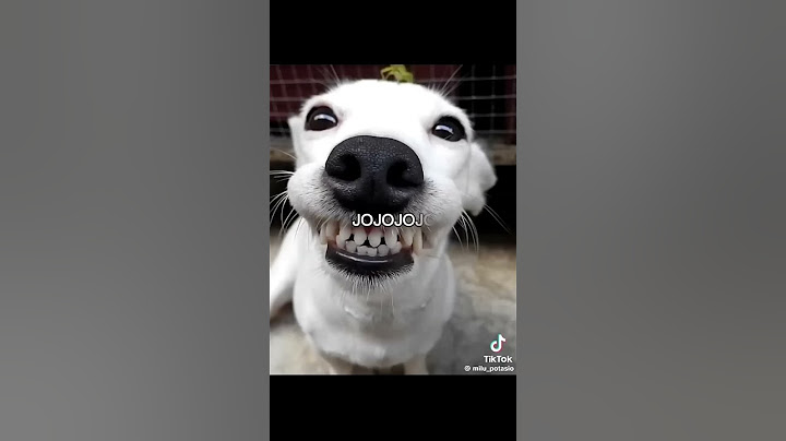 Así se ríen la vocales #humor #perritos