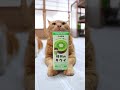 豆乳飲料 福岡のキウイ　260817　 #cat #のせ猫　#ねこ　 #ネコ　 #ネコ　 #福岡のキウイ　 #cute　 #豆乳飲料