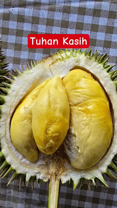 Heaven's Give durian #bolangagromalang #durian #kebundurian #tuhankasih #havengive