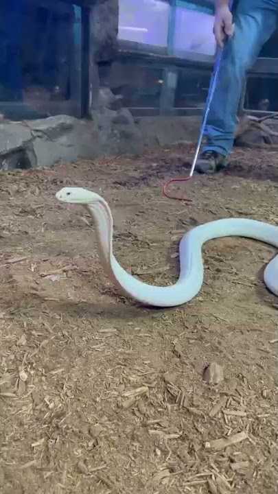 Lilith the White King Cobra looking FIERCE!