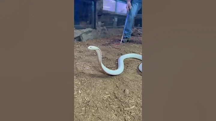 Lilith the White King Cobra looking FIERCE! - DayDayNews