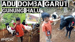Download Lagu Adu Domba Garut Gunung halu MP3