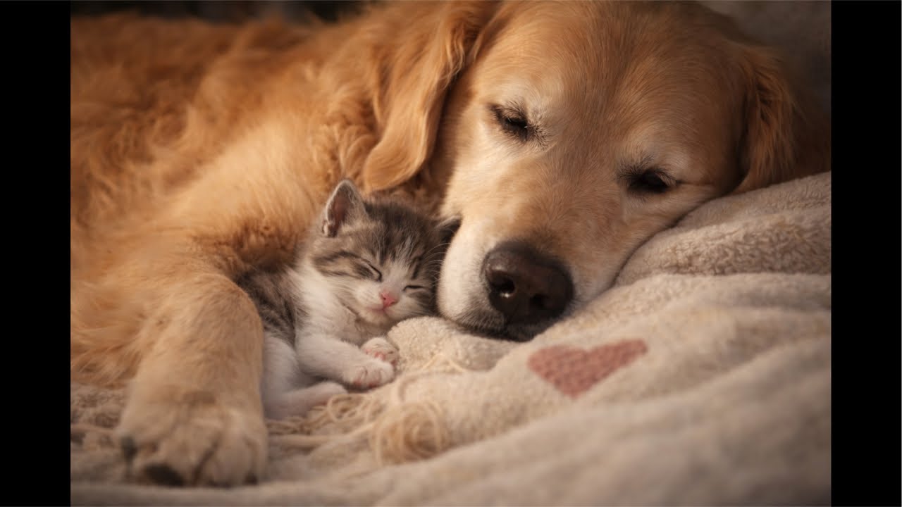 Silent Stream | Gentle Giant & Kitten Comfort 🐶🐱✨ | Cozy Sunday Wind Down 