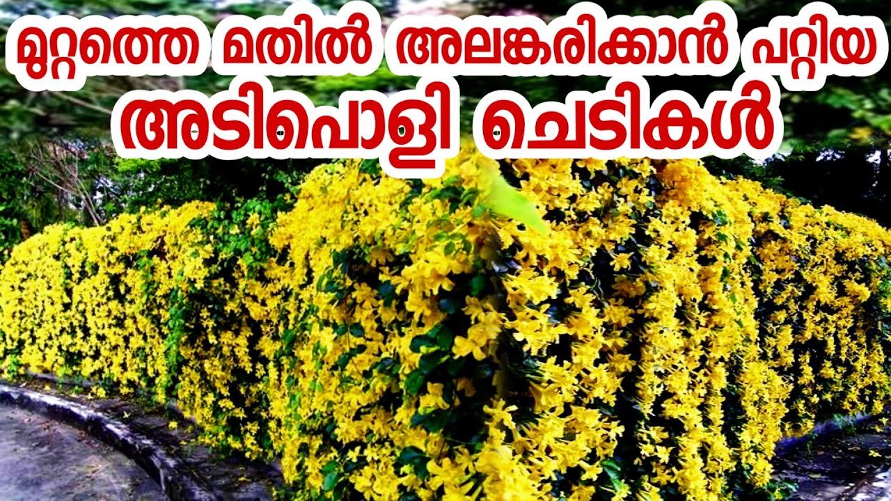 മുറ്റത്തെ മതിൽ അലങ്കരിക്കാൻ പറ്റിയ ചെടികൾwall climbing vinesmalayalam