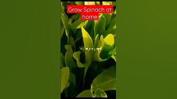 grow spinach at home very easy #green #gardening