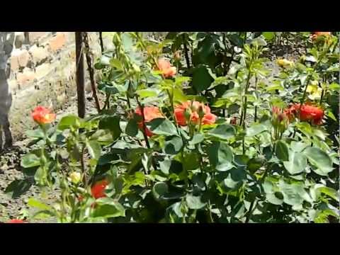Video: Bernské Atrakcie: Ružová Záhrada