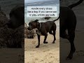 like A Dog