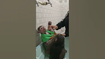 Monkey Kuku And Mimi Get A Special Bath From Mom 2 