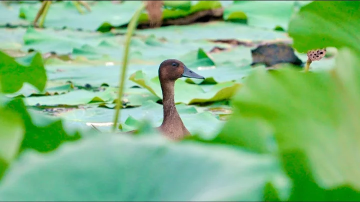 City of Wetlands Series | Episode 3: Living at Baoxie Lake - DayDayNews