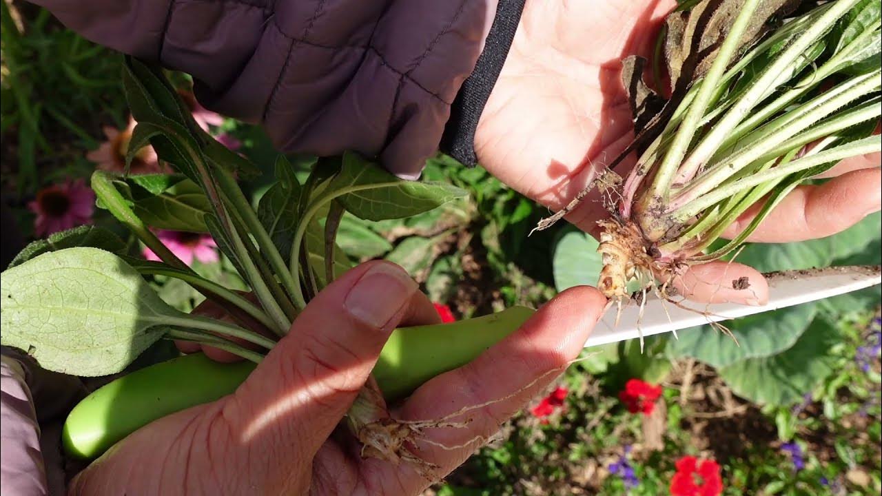 How to divide coneflowers. YouTube