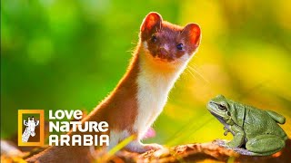 حيوان ابن عرس في مواجهة اغرب ضفدع على كوكب الارض | Love nature Arabiya