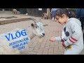 Иерусалимский библейский зоопарк | VLOG