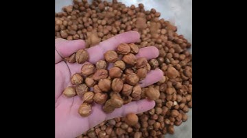 Taiho Color Sorter - 1-chute type Sorting Video