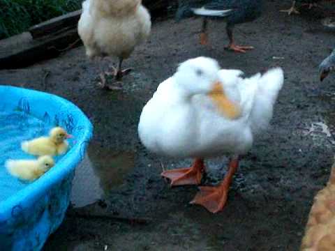 patos,pollos,pollitos y patitos!