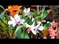 Цветение орхидей в июне. Миниатюрные орхидеи. Дендробиум, Капанемия, Каттлея, Фаленопсис.
