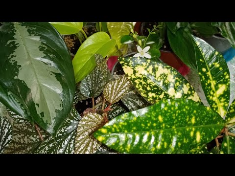 Видео: Комнатные растения на окнах, выходящих на север – комнатные растения, которые любят слабо освещенные окна