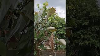 Mendung mau hujan gede siang ini di Cihideung udik, Ciampea Bogor.