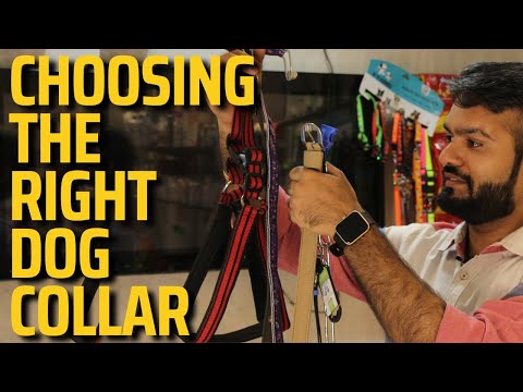 Picking the Purrfect Collar: Types and Considerations for Your Dog's Safety | Dr. Anirudh Mittal