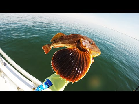 toxic sea robin