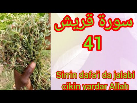 Sirrin Dafa I Da Jalabi Cikin Yardar Allah