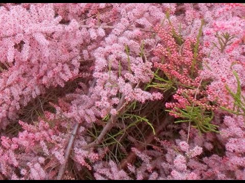 Видео: Тамарак лиственное дерево?