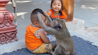 Amazing relationship! Old Monkey Hoy loves human children like Monkey Sok, all the people like her.