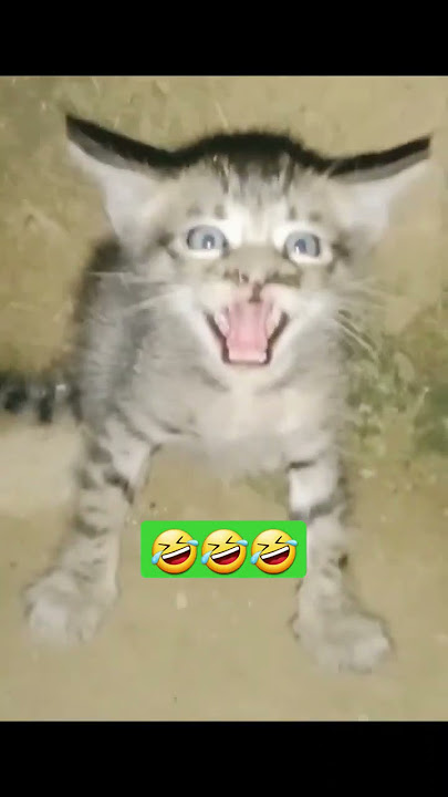 anak kucing menangis barbar🤣🤣 #shorts #youtubeshorts