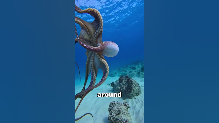 Masters of Disguise: The Octopus