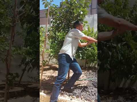 زراعة الكاكا في الأردن مع اهم احتياجات الشجرة وكيفية العناية وبرنامج السماد والري