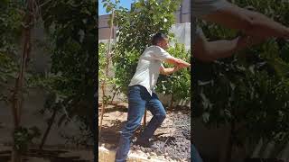 زراعة الكاكا في الأردن مع اهم احتياجات الشجرة وكيفية العناية وبرنامج السماد والري