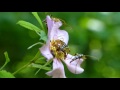 Longhorn Beetle Feeding Frenzy