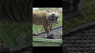 Harimau Malaya Versi Patung Macan Bikin Ngakak harimaumalaya trending meme