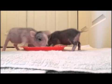 Orphaned Piglet Care: How To Pan Feed