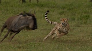TOP 5 videos of cheetah hunting failures chosen by viewers [African Safari Plus⁺] 182