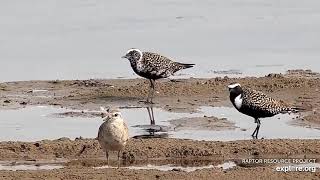 Mississippi River Flyway Cam. American Golden-Plover - explore.org 05-01-2021