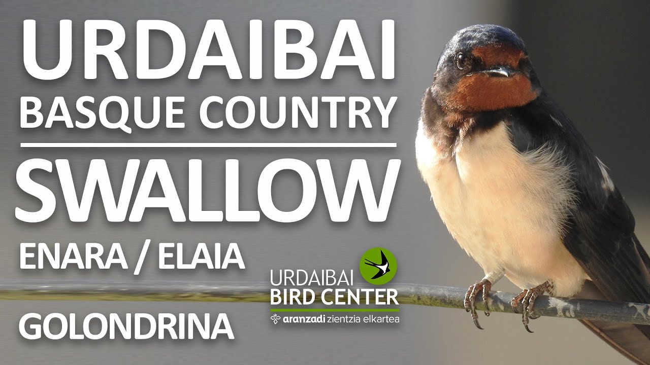 🔴 Urdaibai Golondrinas - En DIRECTO | Enarak Zuzenean | Live Swallows Basque Country