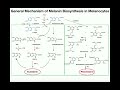 Complete Melanin Biosynthesis Pathway | Eumelanin & Pheomelanin