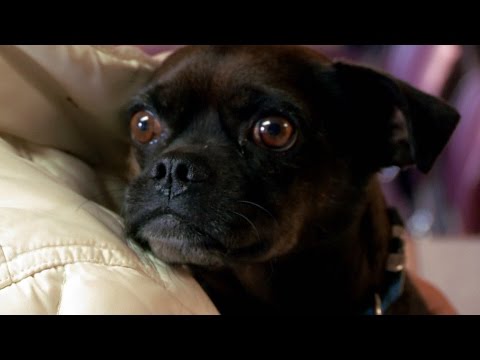 Vidéo: Botulisme Chez Les Chiens