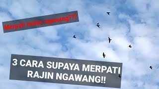 3 Cara supaya merpati rajin ngawang