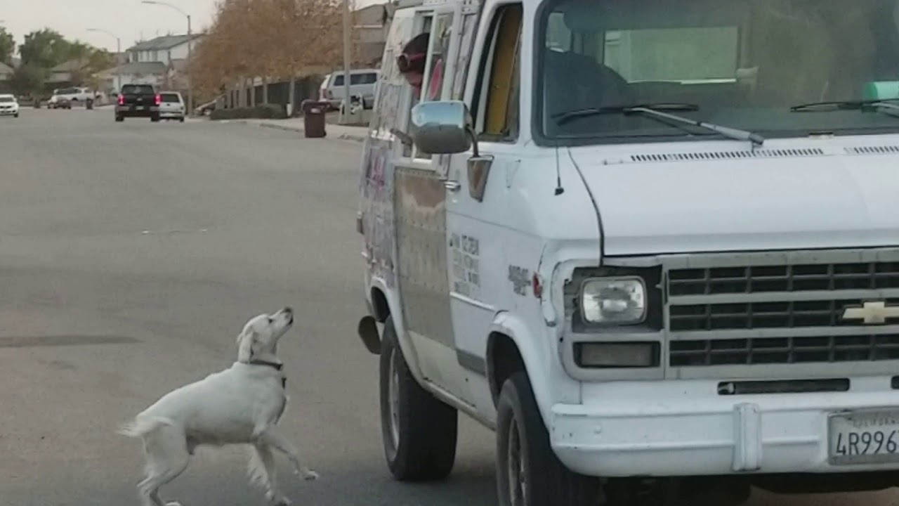 Dog chases ice cream truck - YouTube