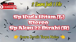 SP KUDA HITAM STEREO SP AKAU 22 BIRAHI - SUARA PANGGIL WALET KOMBINASI DIJAMIN RESPON