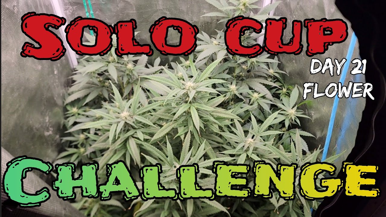 Day 21 Flower Solo Cup CHALLENGE . The Frost has already Arrived! #MarsHydro #FC3000