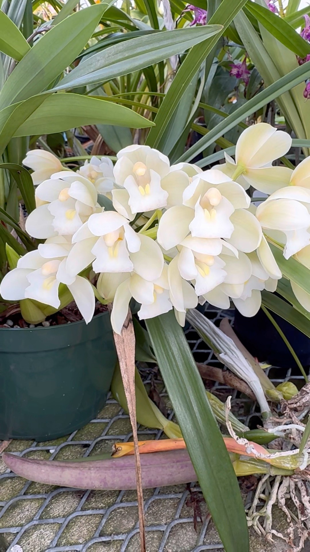 This is #Cymbidium Sarah Jean 'Ice Cascades', a stunning #orchid