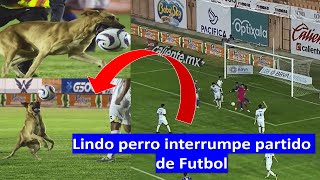 Lindo perro interrumpe partido de Futbol en México